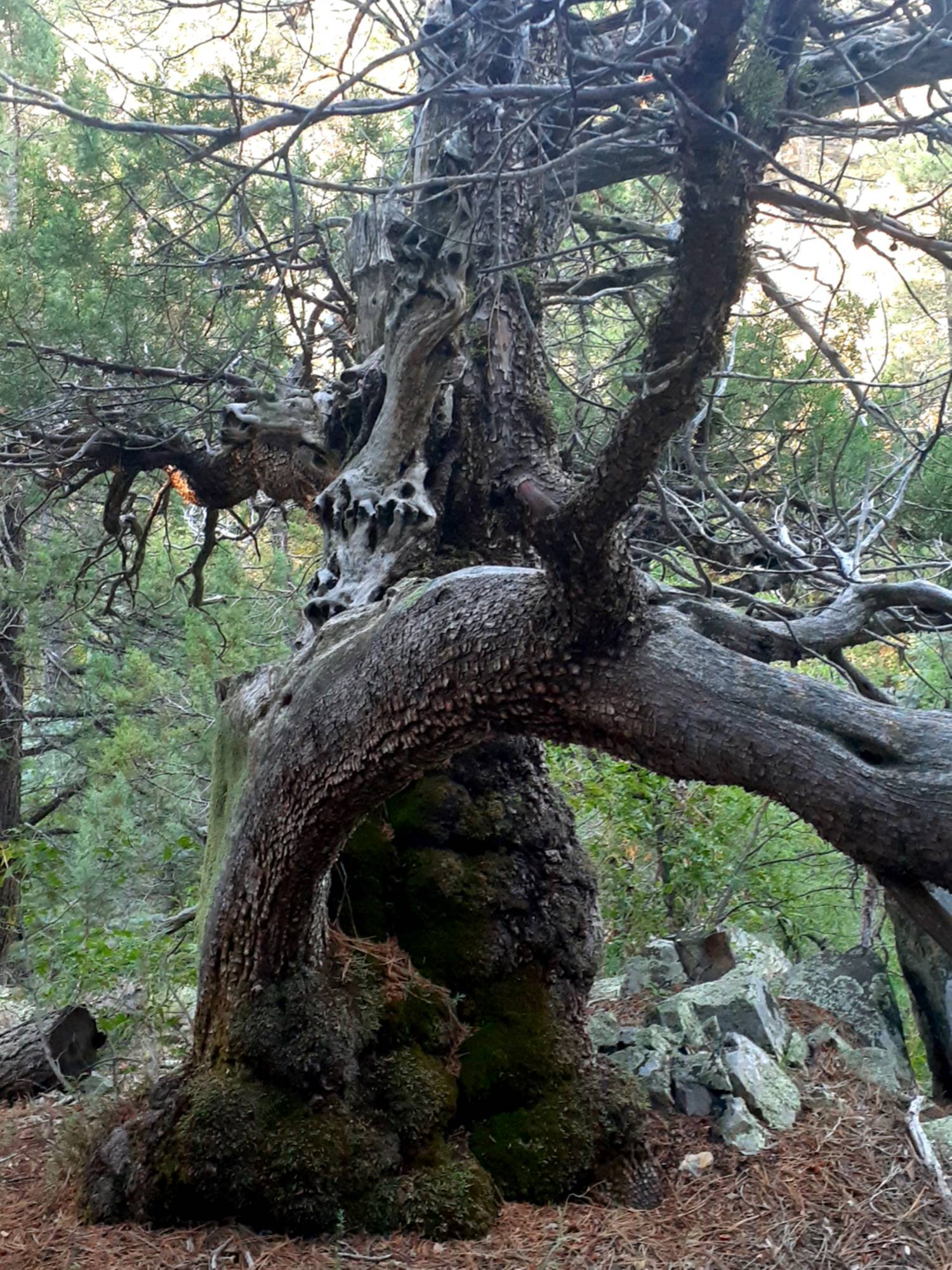 The Dancing Trees on the Groom Creek Trail #307 Prescott AZ